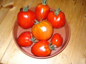 amish paste tomato amish paste tomato