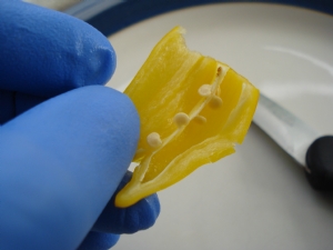 Lemon chili seed Lemon chili seed