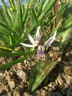 Eythronium dnes-canis 'White Splendour' Eythronium dnes-canis 'White Splendour'