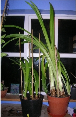 Feeding Amaryllis Feeding Amaryllis