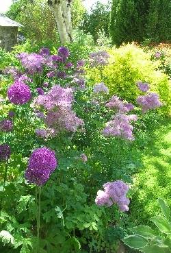 Thalictrum aquilegifolium & Allium Thalictrum aquilegifolium & Allium