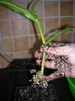 Wayne's nicely rooted Nepenthes 'Ventrata' Wayne's nicely rooted Nepenthes 'Ventrata'