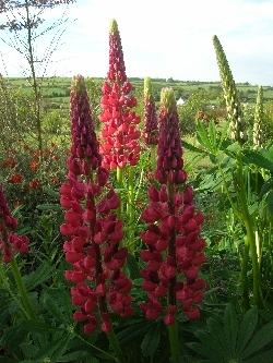 lupins lupins