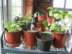 Arisaema Seedlings Arisaema Seedlings