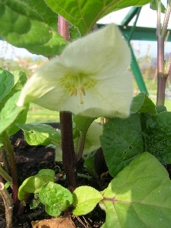 Cape Gooseberry Cape Gooseberry