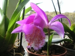 Pleione formosa Pleione formosa