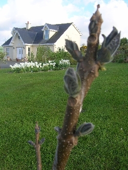Paulownia Paulownia