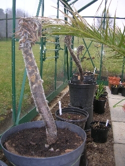 Echiums Echiums