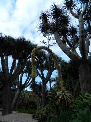 Dracaena & Echium Dracaena & Echium