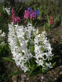 Hyacinths Hyacinths