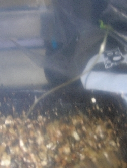 Leontochir ovallei Leontochir ovallei