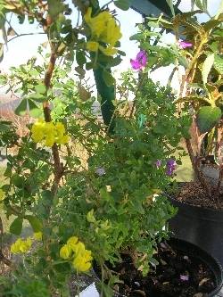 Coronilla glauca & Polygala myrtifolia Coronilla glauca & Polygala myrtifolia