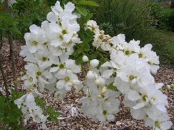 Exechorda macrantha 'The Bride' Exechorda macrantha 'The Bride'