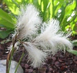 Eriphorum angustifolium Eriphorum angustifolium
