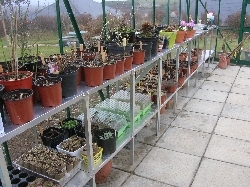 Greenhouse Clean Up Greenhouse Clean Up