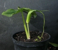 Arisaema intermedium Arisaema intermedium