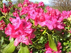 Unidentified Rhodo Unidentified Rhodo