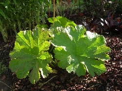 Dalmera peltata Dalmera peltata