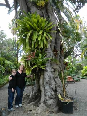 The Orchid Tree The Orchid Tree