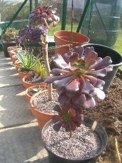 Succulents Succulents