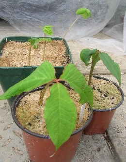 Baby Arisaema Baby Arisaema