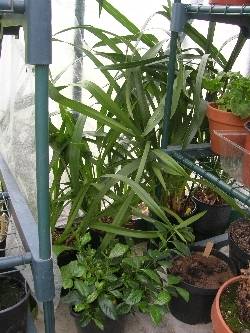 Cymbidiums, Pleione & Gardenia Cymbidiums, Pleione & Gardenia