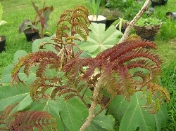 Albizia julibrissim 'Summer Chocolate' Albizia julibrissim 'Summer Chocolate'
