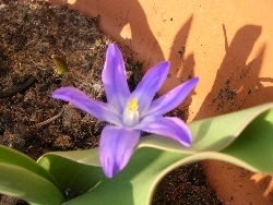 Chionodoxa Chionodoxa