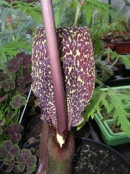 Sauromatum venosum Sauromatum venosum