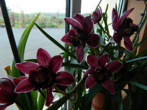 Cymbidium Miss Scarlet Cymbidium Miss Scarlet