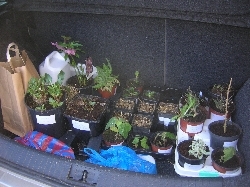 promised plants promised plants