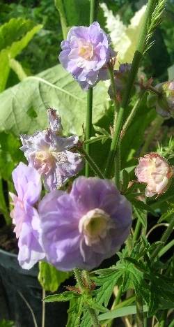 Which Geranium? Which Geranium?