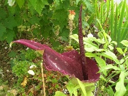 Dracunculus Vulgaris Dracunculus Vulgaris