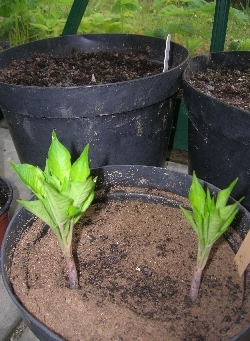 Amorphophallus konjac (big one behind) Amorphophallus konjac (big one behind)
