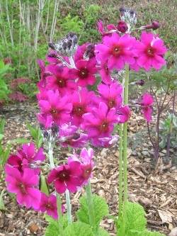 Alison's candelabra primula Alison's candelabra primula