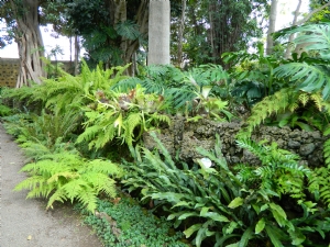 Ferns in El Botanico, Tenerife Ferns in El Botanico, Tenerife