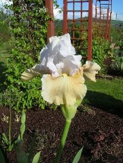 more irises more irises