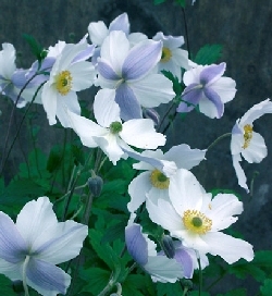 Anemone 'Wild Swan' Anemone 'Wild Swan'