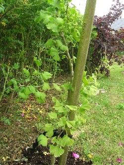 Ginko biloba Ginko biloba