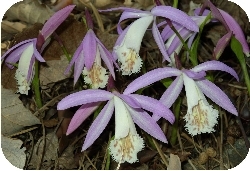 Pleione formosa (from net) Pleione formosa (from net)