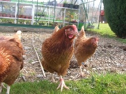 Bloomin' Hens Bloomin' Hens