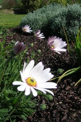 Osteospermum ? Osteospermum ?