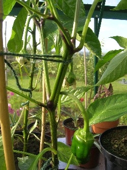 Sweet Pepper Sweet Pepper