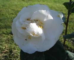 Camellia japonica 'Wisley White' Camellia japonica 'Wisley White'