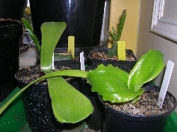 Velthemia bracteata Velthemia bracteata