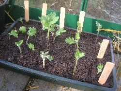 Chrysanthmum cuttings Chrysanthmum cuttings