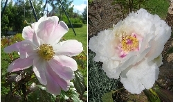 tree peony 2009********tree peony 2010 tree peony 2009********tree peony 2010