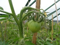 Costoluto Genovese Costoluto Genovese