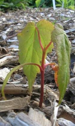 Interesting Seedling Interesting Seedling