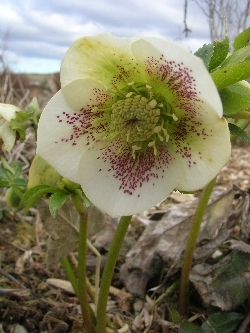 hellebore hellebore